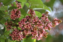 Andira inermis
